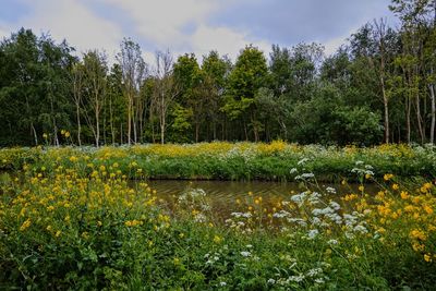 Scenic view of lake by trees against sky