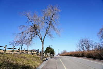 Empty road along bare trees against blue sky