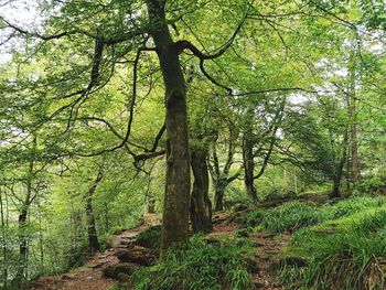 Trees in forest