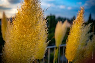 Close-up of yellow flowering plant against sky
