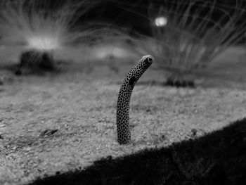 Close-up of a lizard