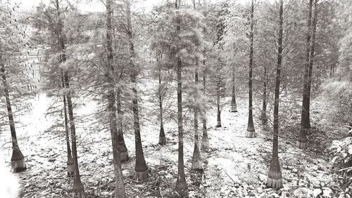 Full frame shot of trees against sky