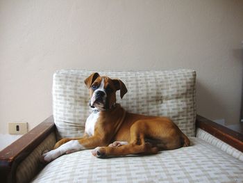 Dog resting on ground