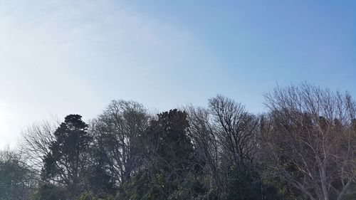 Low angle view of trees against clear sky