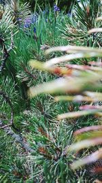 Close-up of plants growing on field