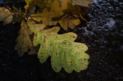 High angle view of water drops on leaf