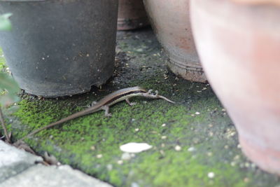 High angle view of lizard on footpath