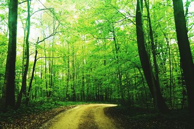 Road passing through forest