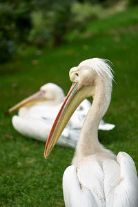 Close-up of pelican