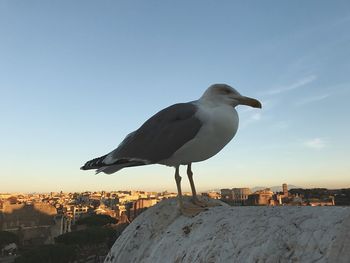 Seagull against clear sky