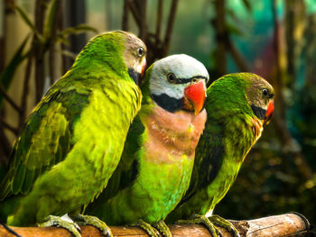 Close-up of parrot perching on branch