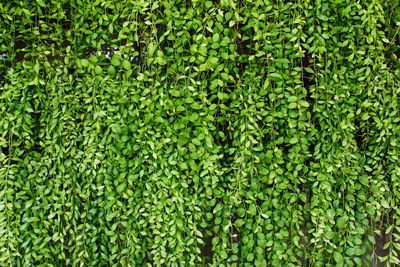 Full frame shot of fresh green plants