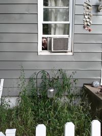 Close-up of plants against window