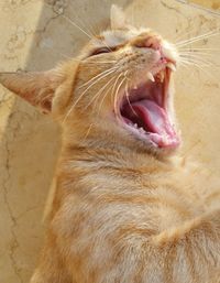 Close-up of a cat yawning