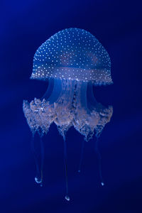 Close-up of jellyfish against blue background