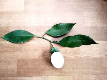 High angle view of green leaves on table