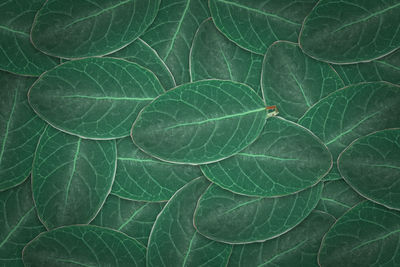 Full frame shot of green leaves