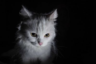 Portrait of cat looking away