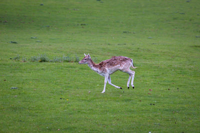 Fallow deer in a field