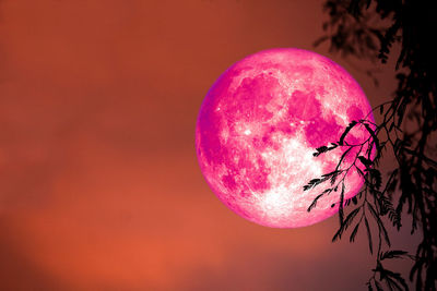 Low angle view of pink tree against sky at night