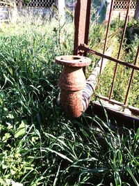 Close-up of grass and plants