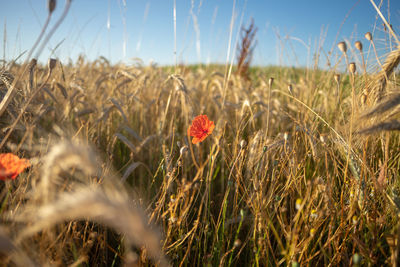 Crops growing on field against sky