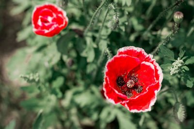 Close-up of red rose