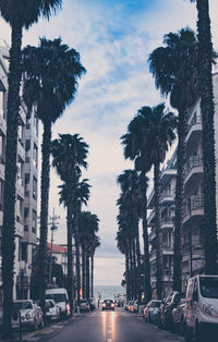 Palm trees by sea against sky in city