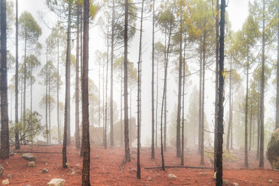 Foggy pine forest at red slopes with stones. nature landscape