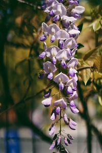 Close-up of purple flowering plant