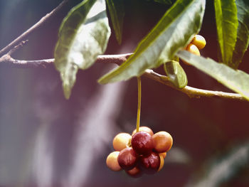 Close-up of berries growing on plant