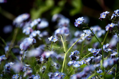 Close-up of forget-me-nots