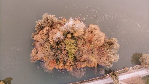 High angle view of cherry tree by lake against sky