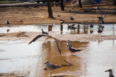 Birds flying over lake