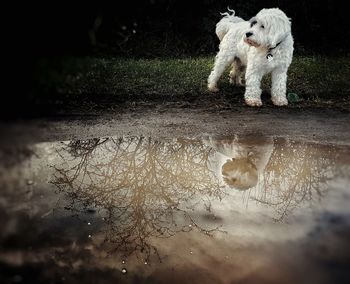 Dog on puddle