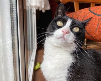 Close-up portrait of a cat