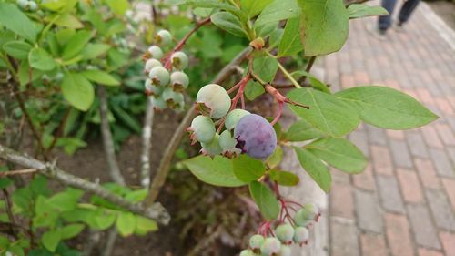 Close-up of berries growing on tree