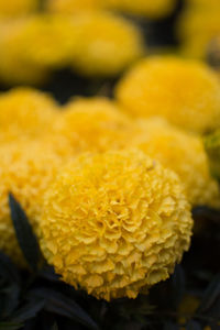 Close-up of yellow flower