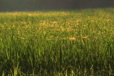 Dew on the rice field early in the morning