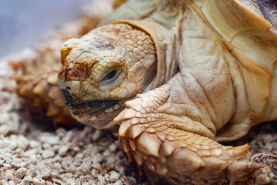 Close-up portrait of turtle