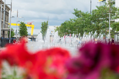 Close-up of red flowers in city against sky