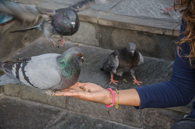Cropped hand of woman feeding pigeon