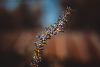 Close-up of flowering plant against blurred background