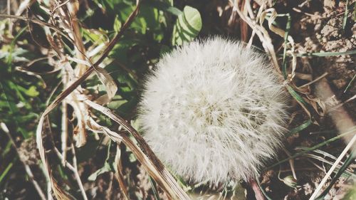 Close-up of dried plant on field