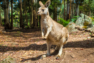 Kangaroo standing on field in forest