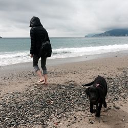 Full length of dog on beach