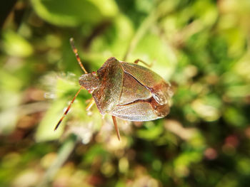 Close-up of dry leaf on plant