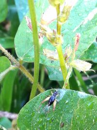 Close-up of insect on plant