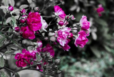 Close-up of pink flower