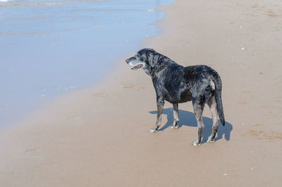Side view of stray dog on beach